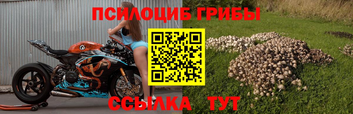 Галлюциногенные грибы Psilocybe  Вход с VPN  Тавда 